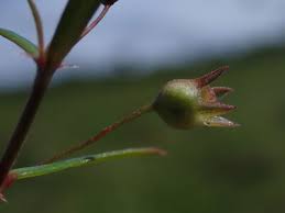 Image result for Oldenlandia lancifolia