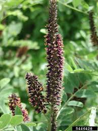 Image result for Indigofera filipes