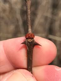 Image result for Zanthoxylum lindense