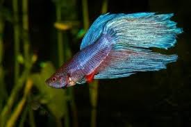 Bettas and goldfish cannot live together. How To Take Care Of Betta Fish And Avoid Problems How To Take Care Of Goldfish