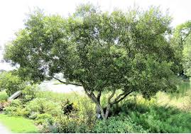 Image result for Myrica serrata