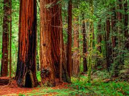 1920x1200 road, sequoias, redwood, nature, landscape, forest wallpapers hd / desktop and mobile backgrounds. Redwood Trees Desktop Wallpapers Top Free Redwood Trees Desktop Backgrounds Wallpaperaccess