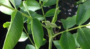 Ceviz Yapraginin Saca Faydalari Laurus Nobilis Landscaping Plants Plants