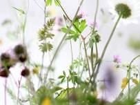 Nature’s Harvest: The Art of Wildcrafting