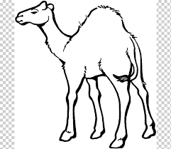 Although they rarely travelled faster than the walking speed of a man. Dromedary Bactrian Camel Coloring Book Child Camel Train Camel S To Print Mammal Child Monochrome Png Klipartz