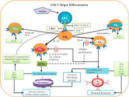 Food and drug administration late tuesday offers hope to patients with the most severe. Mechanisms Of Action Of Glatiramer Acetate In The Treatment Of Multiple Sclerosis Sciencedirect