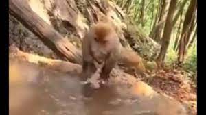 Poor small monkey better than,last day play with poor small monkey,mix animal. Video Of Monkey Struggling To Bathe Baby Has Everyone Appreciating Moms