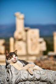 A New Book Of Photography Chronicles The Grand Odyssey Of Street Cats From Morocco To Japan Cats Cats And Kittens Dog Cat
