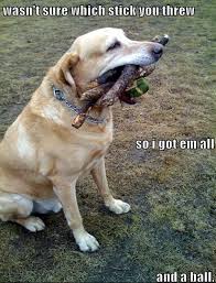 Image result for funny animals