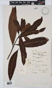 Image result for Faurea rochetiana