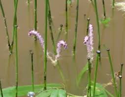 Image result for Aponogetonaceae