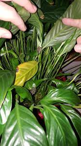 Many leaves were turning brown earlier this year so i repotted this summer (in same pot) with fresh soil that was a mixture of potting soil, peat moss, perlite, and orchid. Peace Lily Problems 382108 Ask Extension