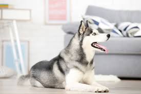 Why Does My Husky Lick The Carpet And Floor