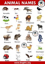· uakari (a monkey) · unau (a sloth) · urial (a wild sheep) · urchin (a spiny marine creature) · umbrellabird (a . 500 Animals Name List In English A To Z Pictures And Pdf Engdic