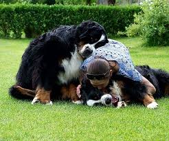 Group Hug Dogs Bermese Mountain Dog Cute Dogs