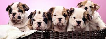 45lb, mix, french bulldog, english bulldog, staffy. Duluth Bulldog Puppies Home Facebook