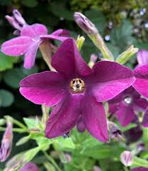 Image result for Nicotiana x sanderae `Perfume`F1