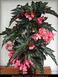 Pin On Plants With Beautiful Leaves