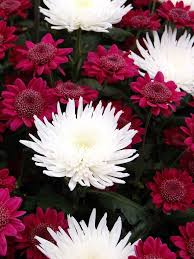 Dale Barnhardt Obituary (1927