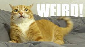 On march 20, 2020 as a part of the star rewards update. 9 Reasons To Adopt A Ginger Cat Youtube