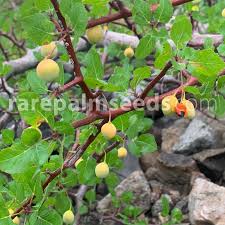 Image result for Copaifera baumiana