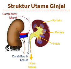 Selain itu terjadinya stress oksidatif menunjukkan bahwa pestisida memberi efek sitotoksik (khan dan kour, 2007). Struktur Ginjal Dan Nefron Ginjal Idschool