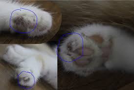 Pin On Cats