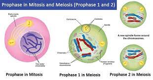 Prophase In Mitosis And Meiosis Prophase 1 And 2 Meiosis Mitosis Biology Notes