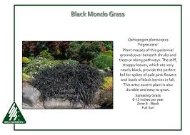 I did a tutorial on propagating variegated liriope, you can find that here. Ophiopogon Planiscapus Nigrescens Iseli Nursery