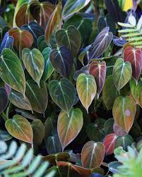 Black Gold Philodendron Philodendron Melanochrysum A Fitting Plant For These Current Rainy Days Over Here In New Englan Plants Cool Plants Philodendron Plant
