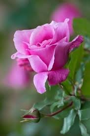 See more ideas about natural resources, planting flowers, amazing flowers. Pin By Rosa Rosa On 111 Roses Beautiful Rose Flowers Rose Flower Pictures Beautiful Roses