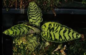 Erythrodes Sp Jewel Orchid Rare Flowers Orchid Flower