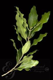 Image result for Olea capensis