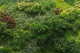 Green Wall Texture Google Search Patterns In Nature Earth Atmosphere Texture