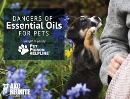 Some people use them in food or in skin care, but we prefer to use an oil diffuser. Dangers Of Essential Oils For Pets Akc Reunite Pet Poison Helpline