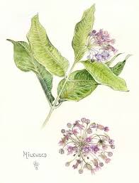 Pin By Becky Kullman On Botanical Illustrations Botanical Art Botanical Drawings Botanical Painting