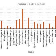 Image result for Phyllanthus ovalifolius