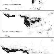 Image result for Dracaena camerooniana