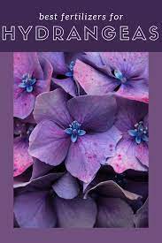 8 Best Fertilizers For Hydrangeas For 2021 Reviews And Guide Hydrangea Fertilizer Growing Hydrangeas Hydrangea