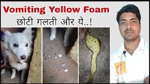 If your dog threw up a yellow color, this can again point to your dog's stomach being empty or the fact that they suffer from acid reflux. Prevention And Cause Dog Vomiting Yellow Liquid Foam Like Youtube