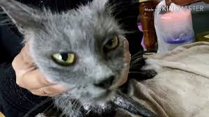 Serai wangi ini cara paling popular untuk halau tikus. Cara Buang Getah Perangkap Tikus Yg Terkena Kucing Kesayangan Youtube