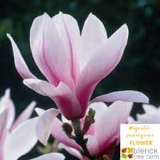 Smaller than most saucer magnolias, magnolia x soulangeana 'lennei' (saucer magnolia) is a vigorous spreading deciduous shrub with fragrant, large, 4 in. Magnolia Soulangeana Saucer Magnolia Blerick Tree Farm
