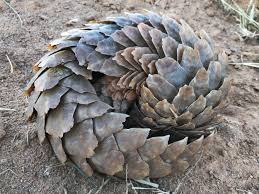 Diet pangolins live predominantly on a diet of ants and termites, which they may supplement with various other invertebrates including bee larvae, flies, worms, and crickets. About Pangolins Save Pangolins