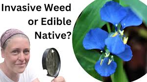 Image result for Commelina nyasensis