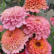 Pin On Cut Flowers