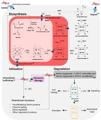 Image result for Heme
