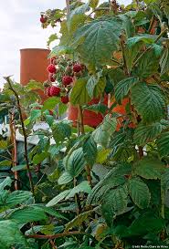 Epingle Sur Fruits Rouges Red Fruits