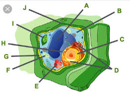Which organelles are labeled d. Consider This Plant Cell Which Organelle Is Labeled A Nucleusvacuoleribosomemitochondrion Brainly Com