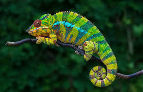 We did not find results for: Or Not Chameleons Change Their Color To Match Their Surroundings
