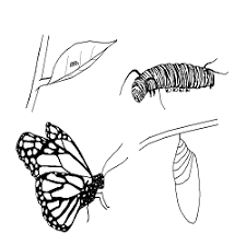 You might also be interested in coloring pages from butterfly, biology categories. Free Life Cycle Coloring Pages Stuwahacreations